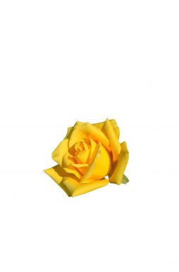 Роза чайно-гибридная Ландора